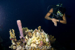 Bonaire corals, D300, Tokina 10-17 by Larry Polster 
